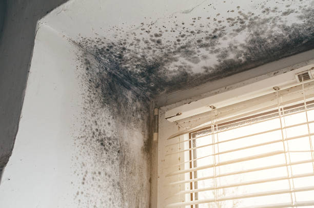 Affordable Basement Mold Removal solutions in Westernport, MD
